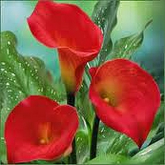 Meet your Posher, Annalucia - Picture 1 of 1